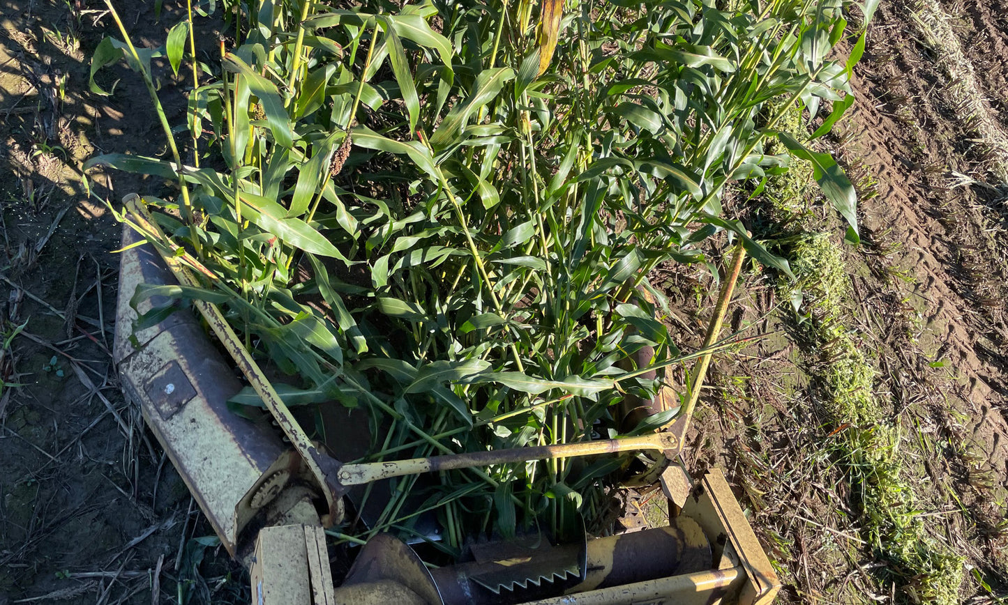 Sorghum cane growing in a Wisconsin field, base crop for Soka