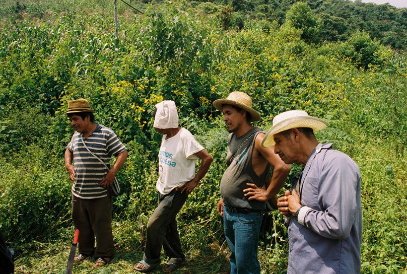 Pasilla mixe chili farmers in the Oaxacan hills, behind Ayuuk