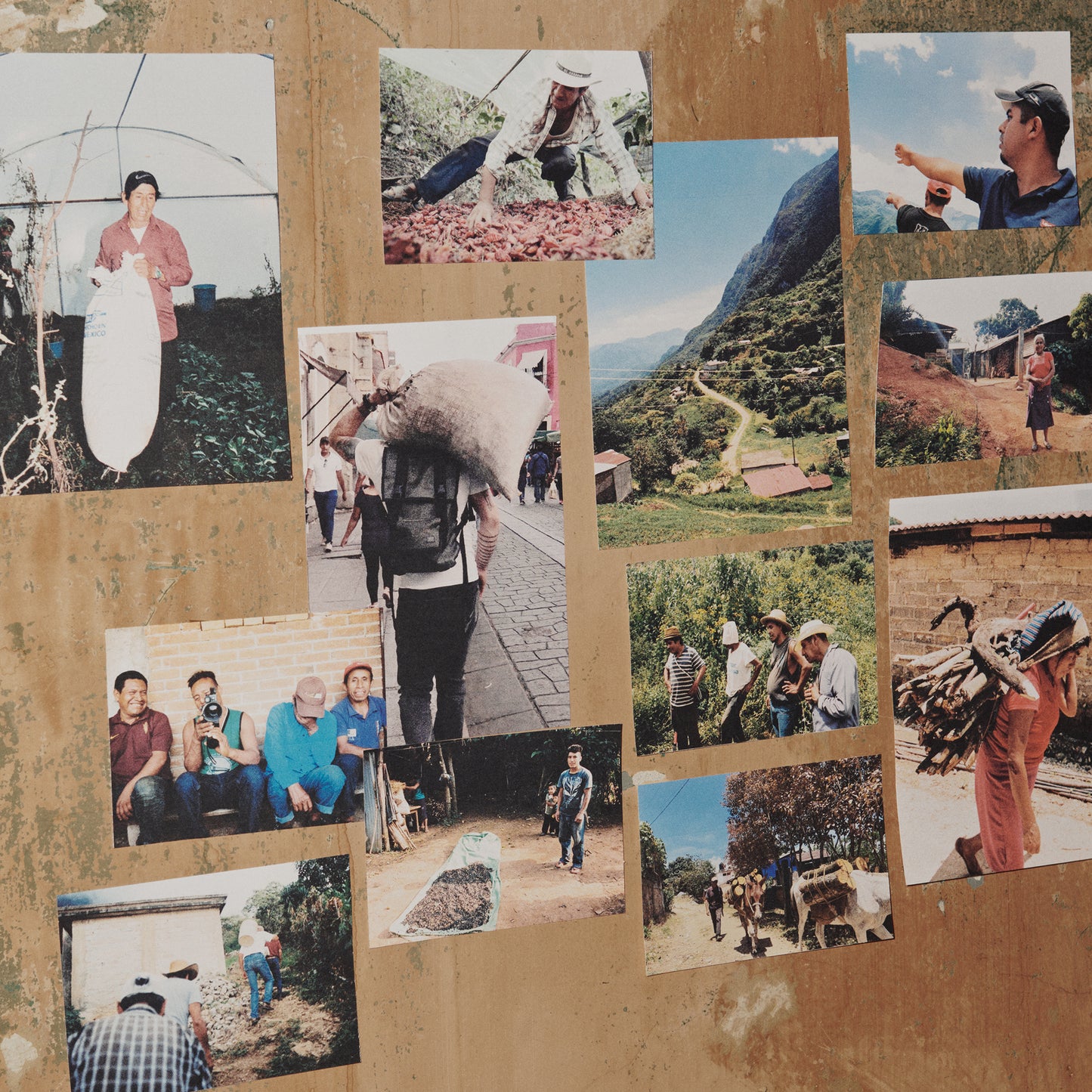 Photo collage of the Oaxacan farming community and pasilla mixe harvest behind Ayuuk