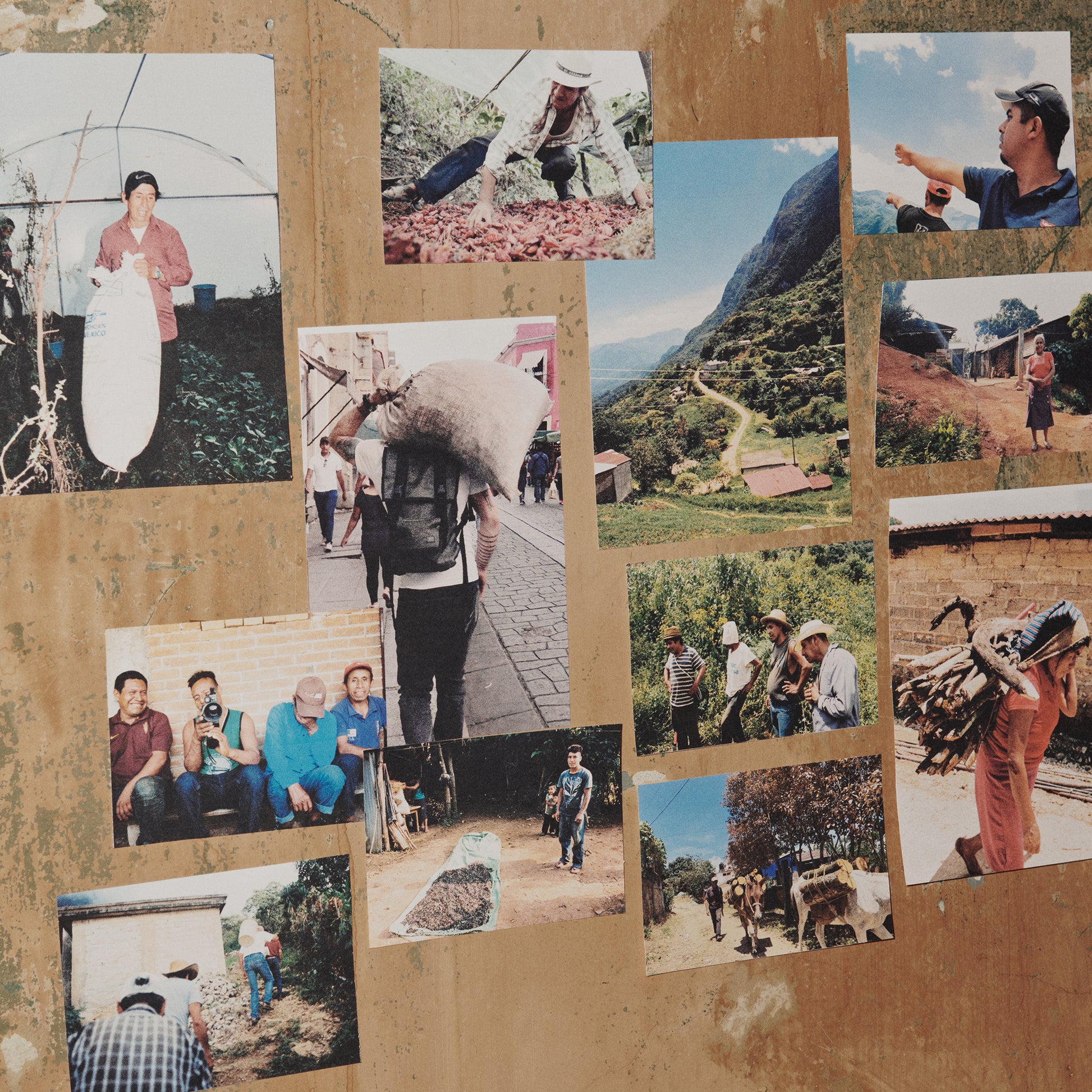 Photo collage of the Oaxacan farming community and pasilla mixe harvest behind Ayuuk