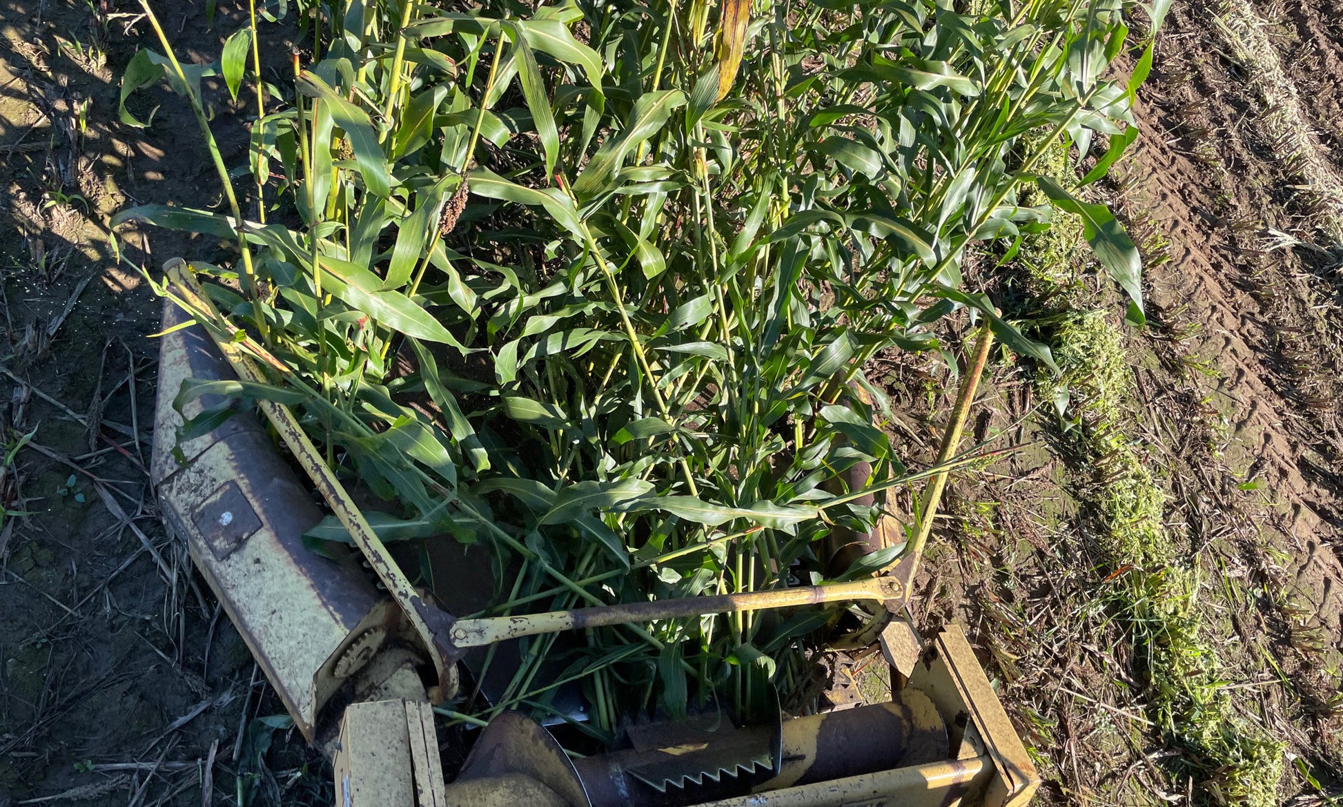 Sorghum cane growing in a Wisconsin field, base crop for Soka