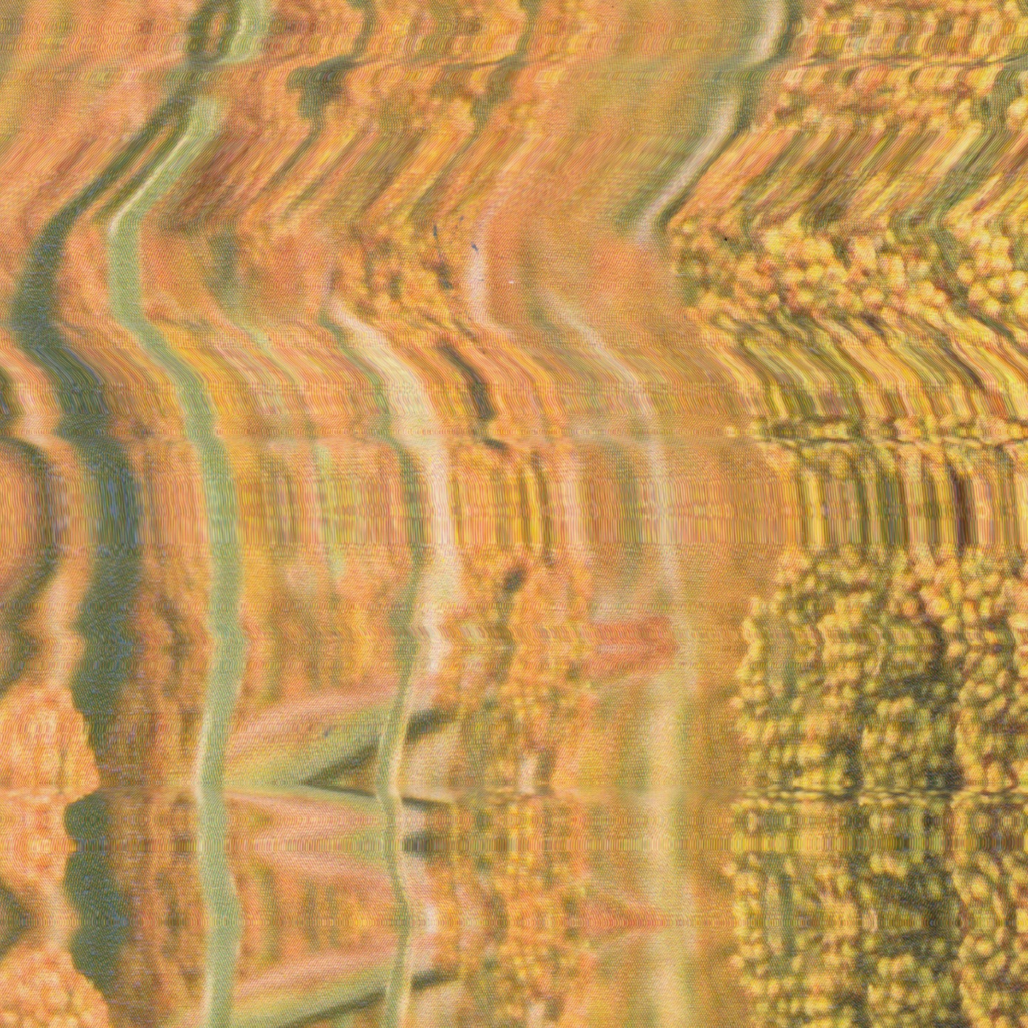 Abstract close-up of sorghum grain heads — base ingredient of Soka