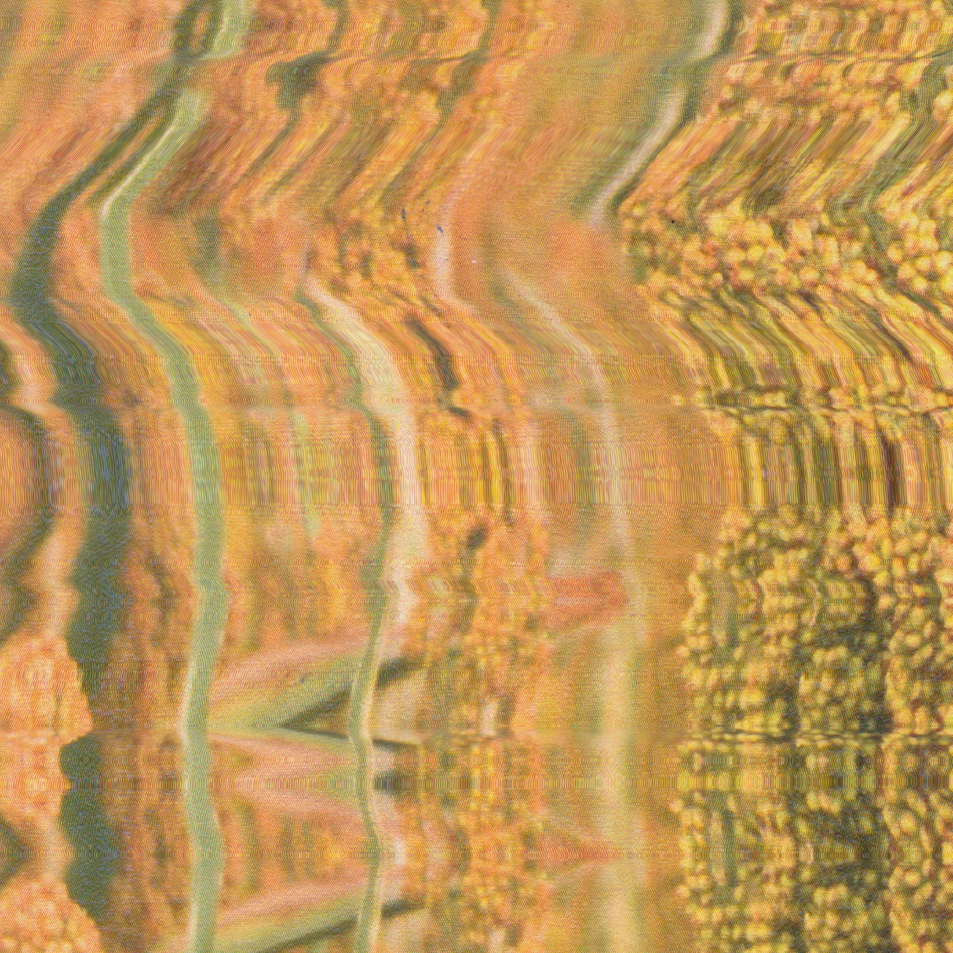 Abstract close-up of sorghum grain heads — base ingredient of Soka