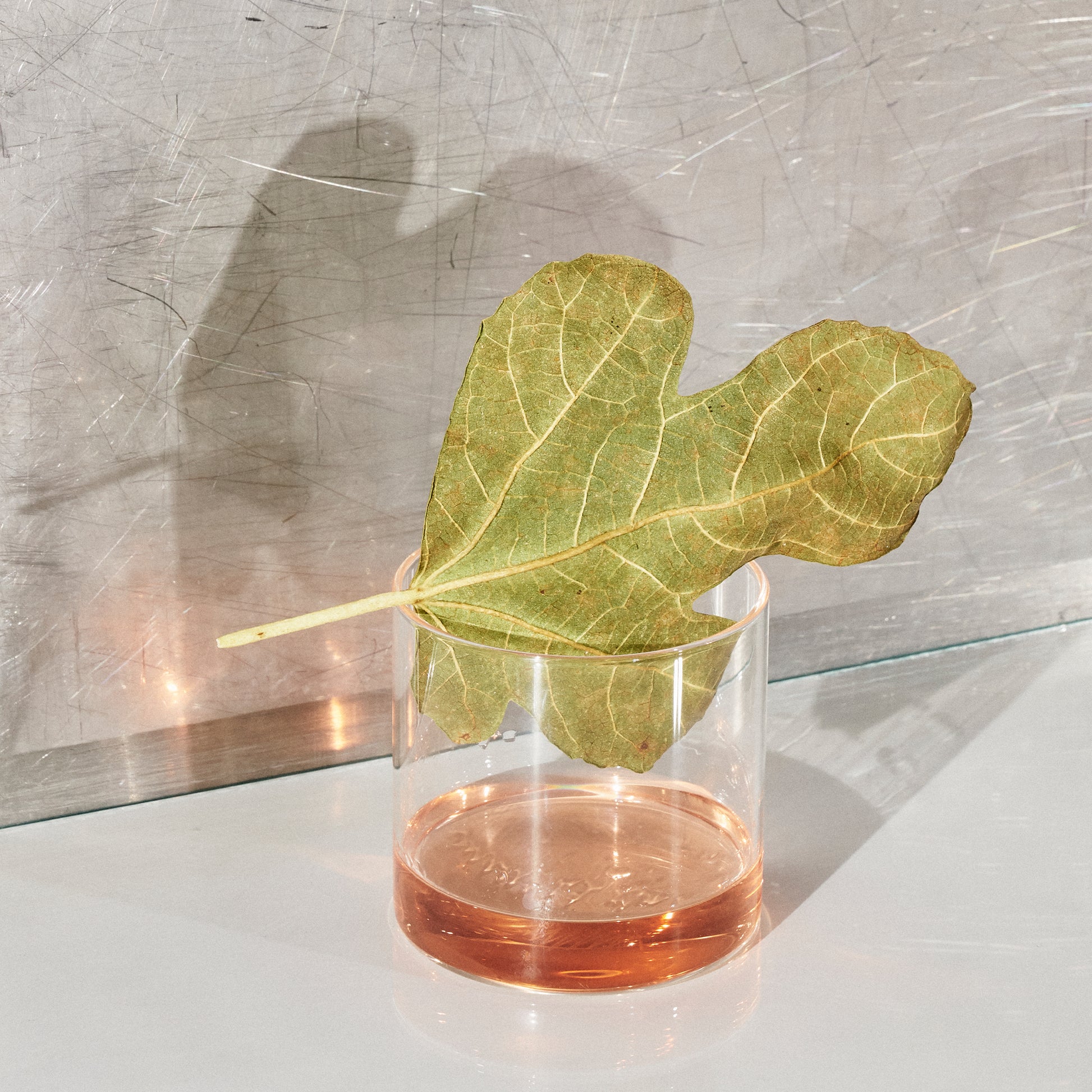 Dried fig leaf in a rocks glass with Symphony 6 — botanical still life