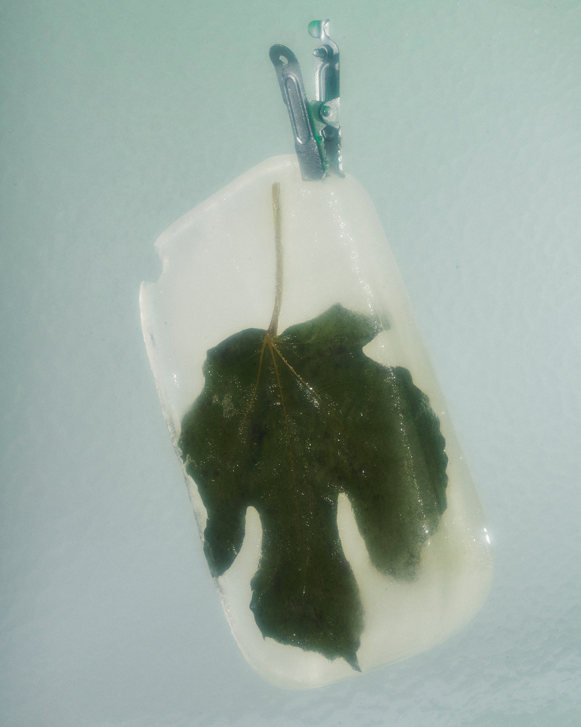 Frozen fig leaf suspended in clear ice — Symphony 6 botanical detail