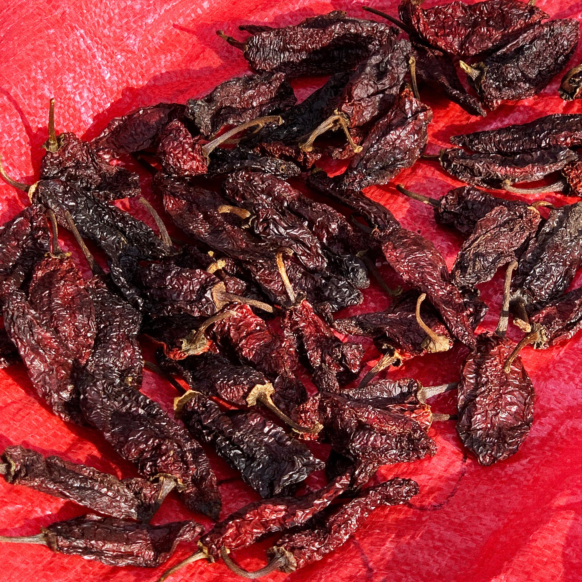 Dried pasilla mixe chilis from Oaxaca, the smoked botanical at the heart of Ayuuk